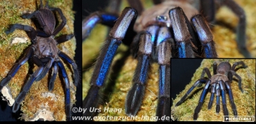 Chilobrachys natanicharum (ex. Electric blue), Weibchen 3,5 - 4 cm Körper
